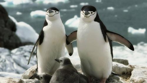 Семейка пингвинов, море, семья, млекопитающие, обои hd, бесплатно