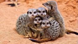Семья сурикатов обои