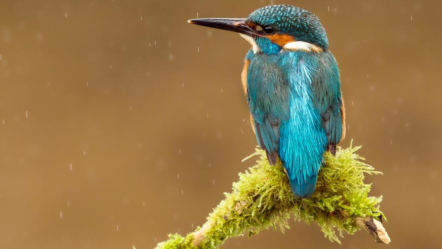 Синий зимородок птица картинки для рабочего стола