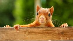 Смешная белка на доске