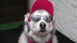 Смешная собака в очках и кепке, картинки юмор