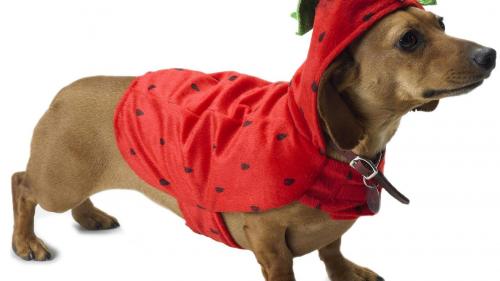 Собачка в одежде милые обои на белом фоне