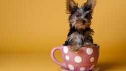 Собачка в чашке смешные обои