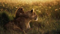 Тигрица со своим львёнком HD обои