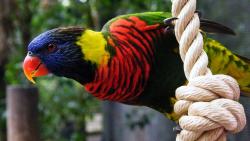 Тропические попугаи фото