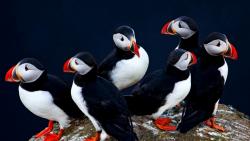 Тупики фото обои