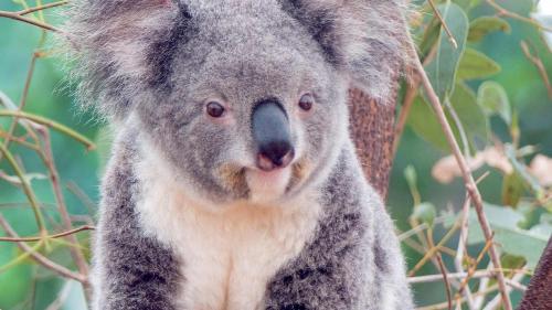 Фото коала