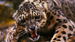 Фото леопарда который защищается 