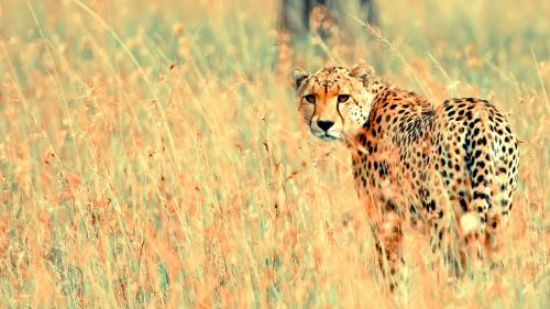 Хищный гепард обои на рабочий стол