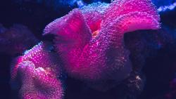 Цветные коралловые рифы обои