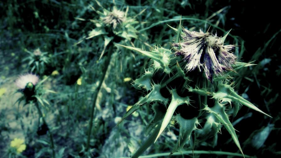 Цветок, шипы, зелень, картинки, hd обои