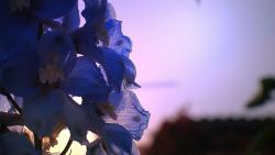 Цветы на природе картинки на рабочий стол