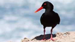 Черная птица на камне на iphone скачать картинки