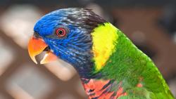 Широкоформатное фото разноцветного попугая