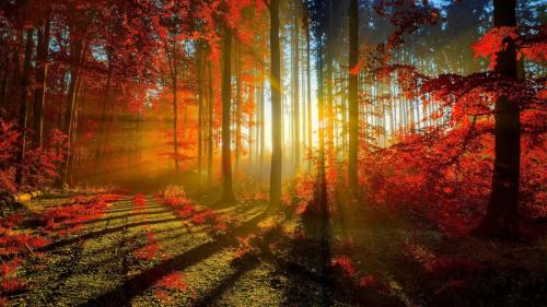 Широкоформатные обои осень красная листва