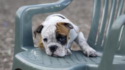 Щенок на стуле