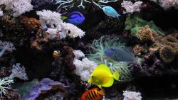 аквариумные рыбки, кораллы