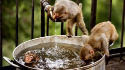 веселые обезьяны в ведре глупо купаются обои hd