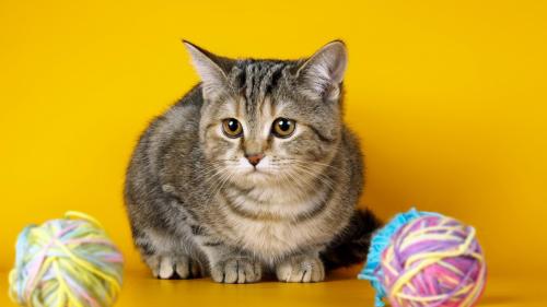 грустный котенок