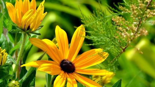 желтые цветы