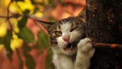 забавный кот укус картинки для рабочего стола