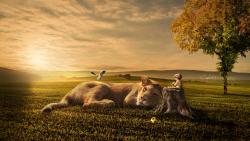 закат, малыш, сон, лев