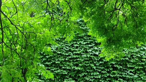 зеленая природа, деревья, растения, ветви, HD, бесплатно, обои