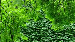 зеленая природа, деревья, растения, ветви, HD, бесплатно, обои