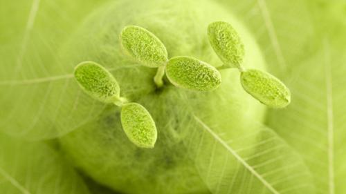 зеленые ростки