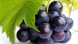 зеленый виноград бесплатно обои