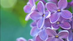 картинки на рабочий сирень hd