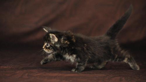 котенок для рабочего стола