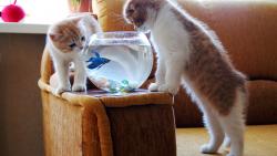 котенок ловит рыбу