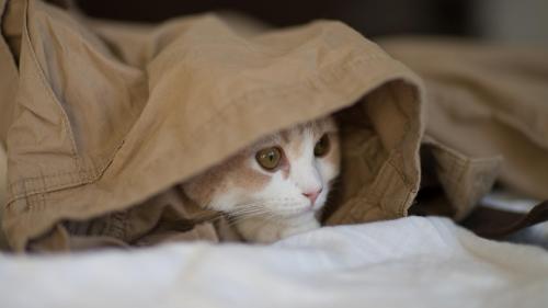 котенок прячется обои на рабочий стол