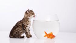 кот облизывая аквариум