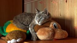 кот обнимая игрушки