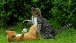 кошка, кошки рабочего стола борьба HD
