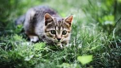 кошка на охоте картинки