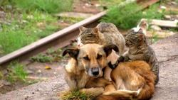 кошки, собаки, обниматься, милашки