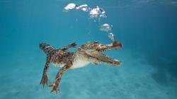 крокодил c пузырями прикольные заставки скачать