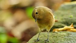 малиновка птичка широкоформатные обои