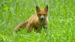 милый лисенок HD обои
