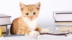 милый оранжевый котенок