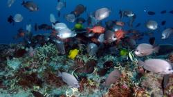 море, риф, океан, тропические, подводные, HD, обои