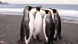 обои пингвины