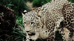 осторожный леопард