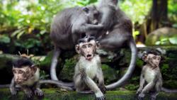 очаровательные обезьяны