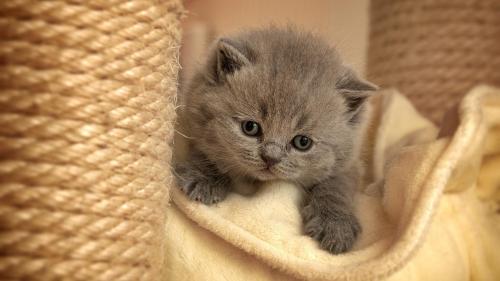 серый пушистый котенок