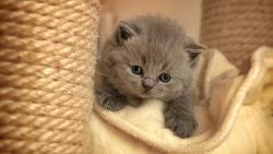 серый пушистый котенок