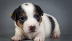 симпатичный щенок